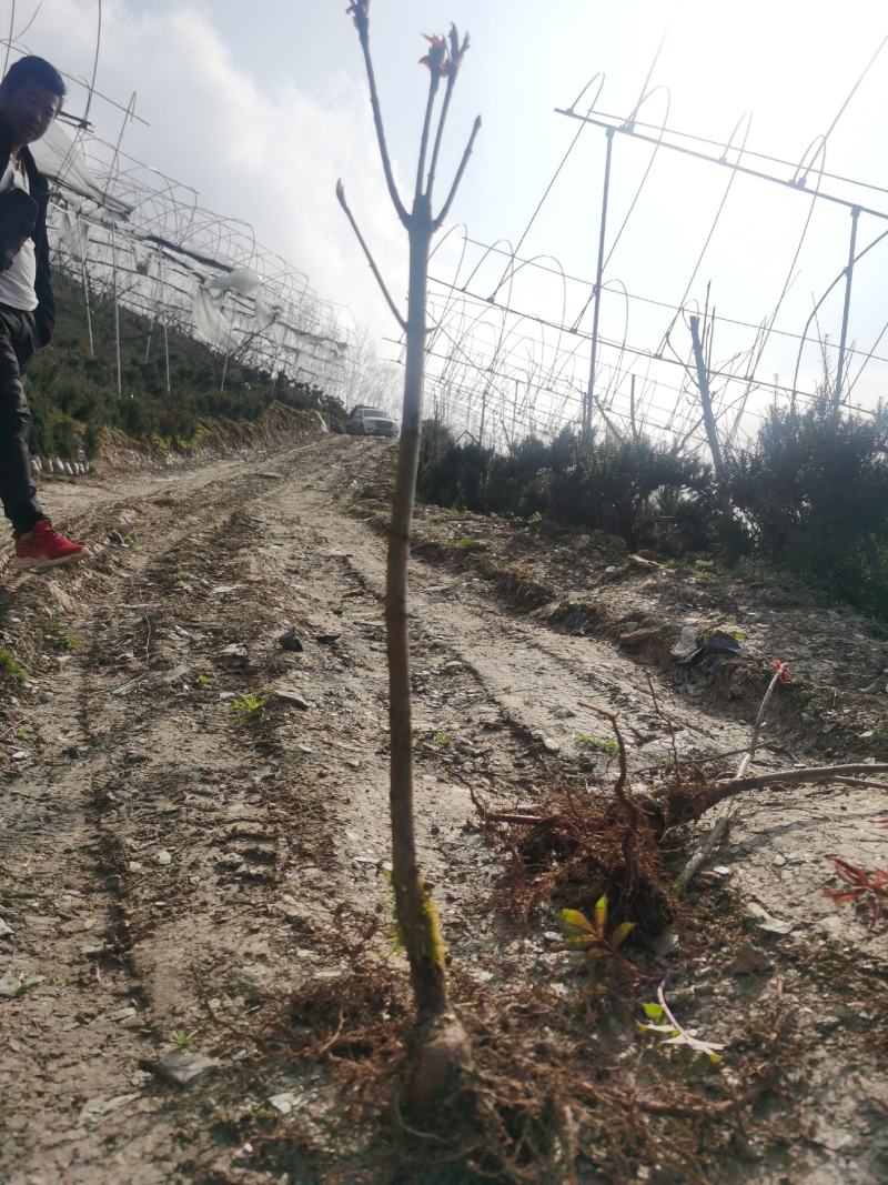 基地直销七叶树梭椤树七叶树小苗工程绿化苗
