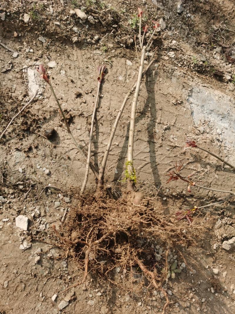 基地直销七叶树梭椤树七叶树小苗工程绿化苗