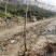 基地直销七叶树梭椤树七叶树小苗工程绿化苗