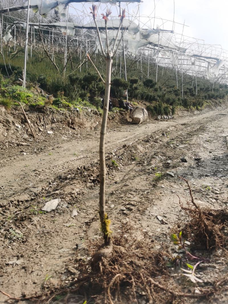 基地直销七叶树梭椤树七叶树小苗工程绿化苗