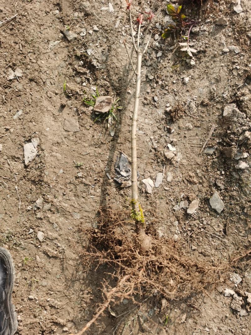 基地直销七叶树梭椤树七叶树小苗工程绿化苗