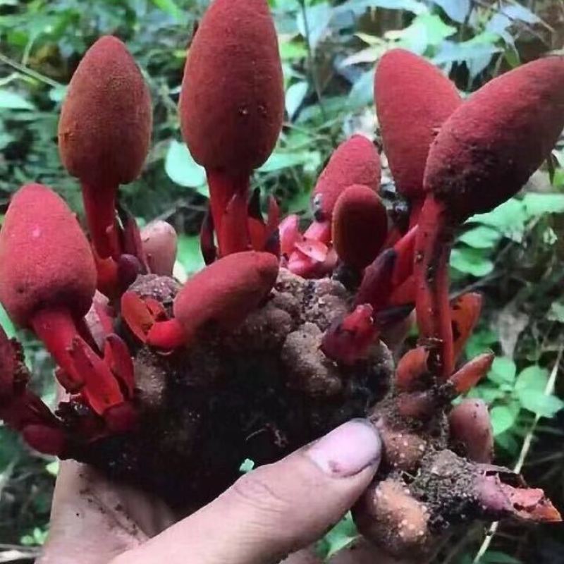 回春草，顶天柱山货量大从优