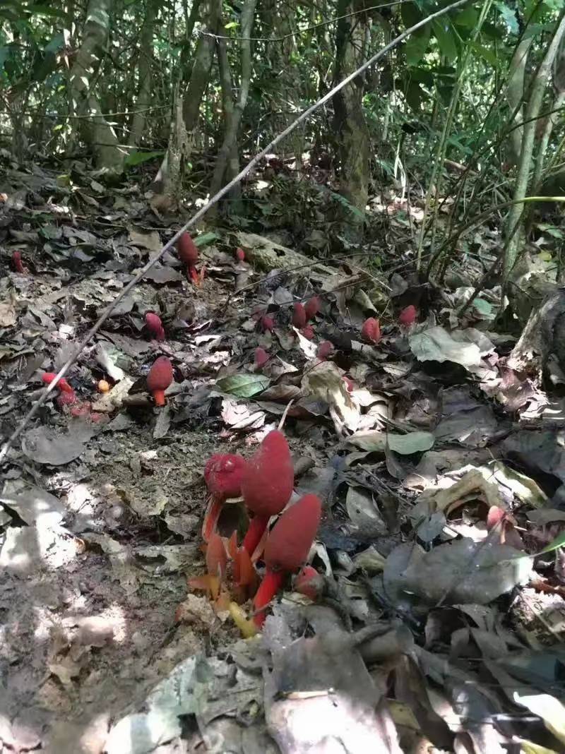 回春草，顶天柱山货量大从优