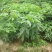 基地直销七叶树梭椤树七叶树小苗工程绿化苗