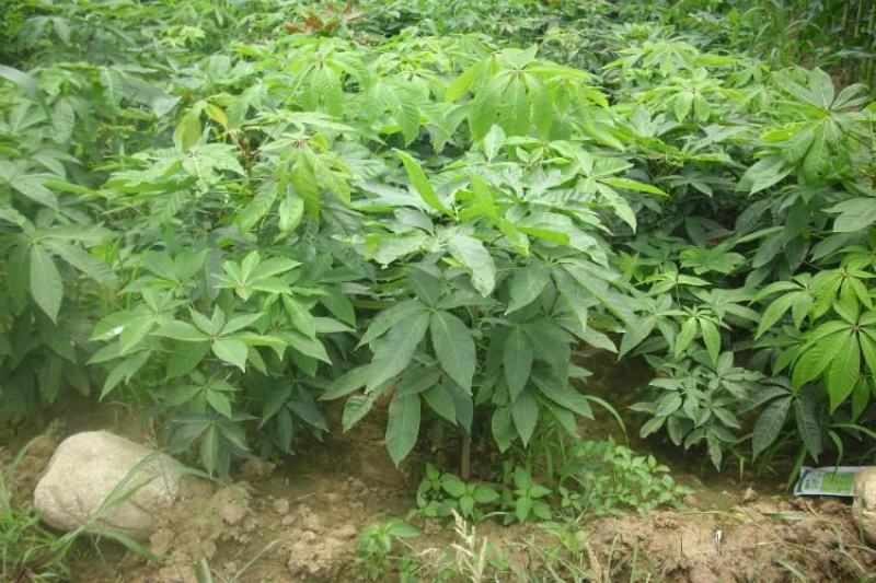 基地直销七叶树梭椤树七叶树小苗工程绿化苗