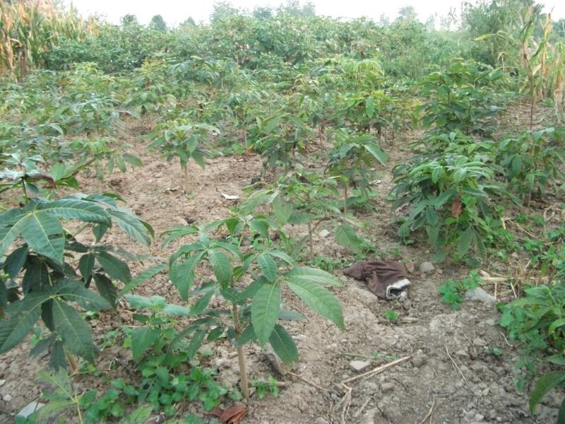基地直销七叶树梭椤树七叶树小苗工程绿化苗