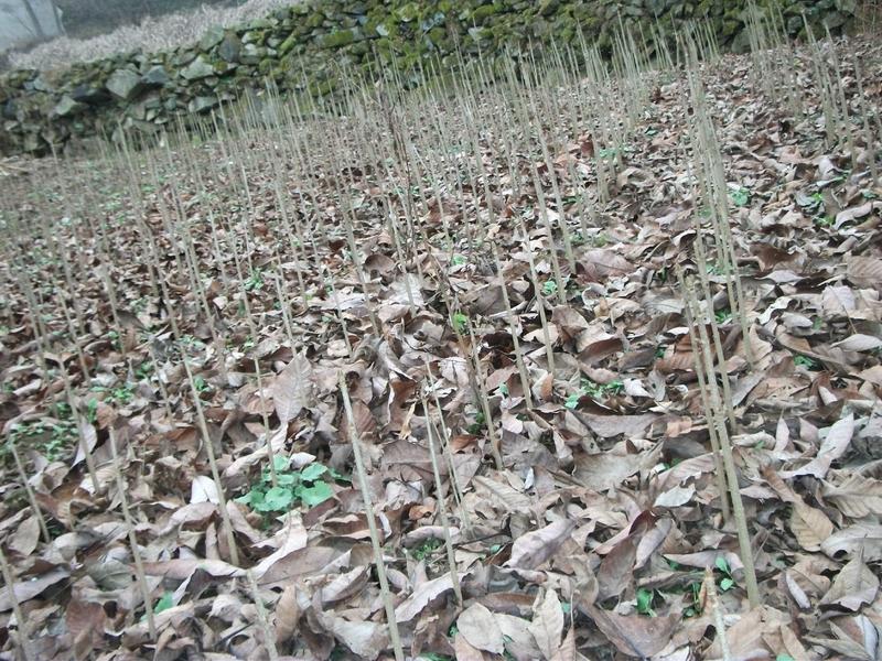 基地直销七叶树梭椤树七叶树小苗工程绿化苗