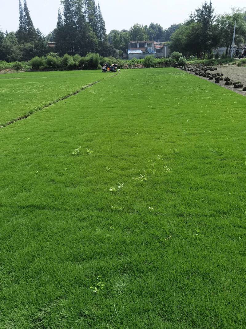 台湾二号混播草结喽草成都千亩草坪