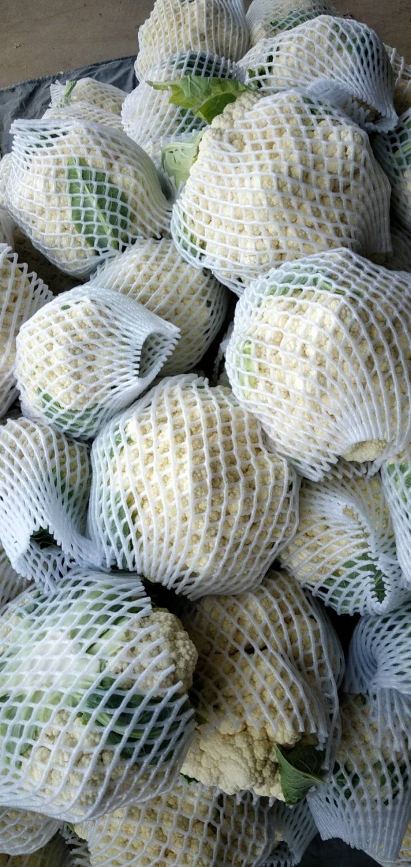 菜花