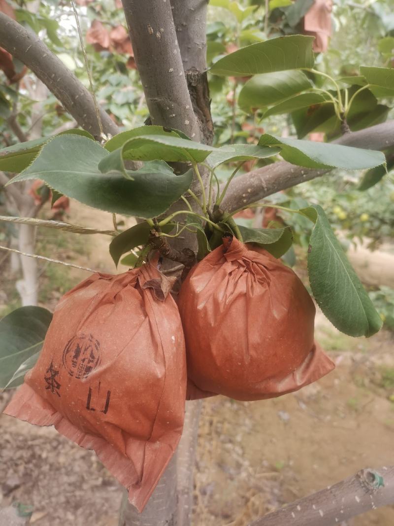 景泰皇冠梨，光泽，囗感都好，属于优质产品，有意者联系！
