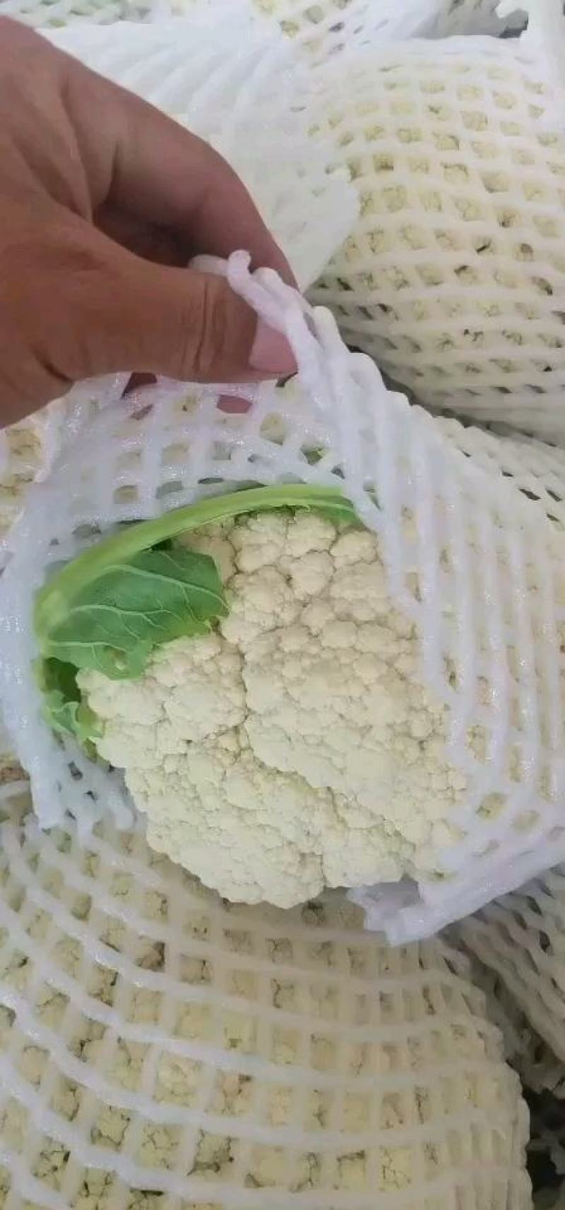 甘肃有机花菜，纯青梗，面白，花型好，大量上市