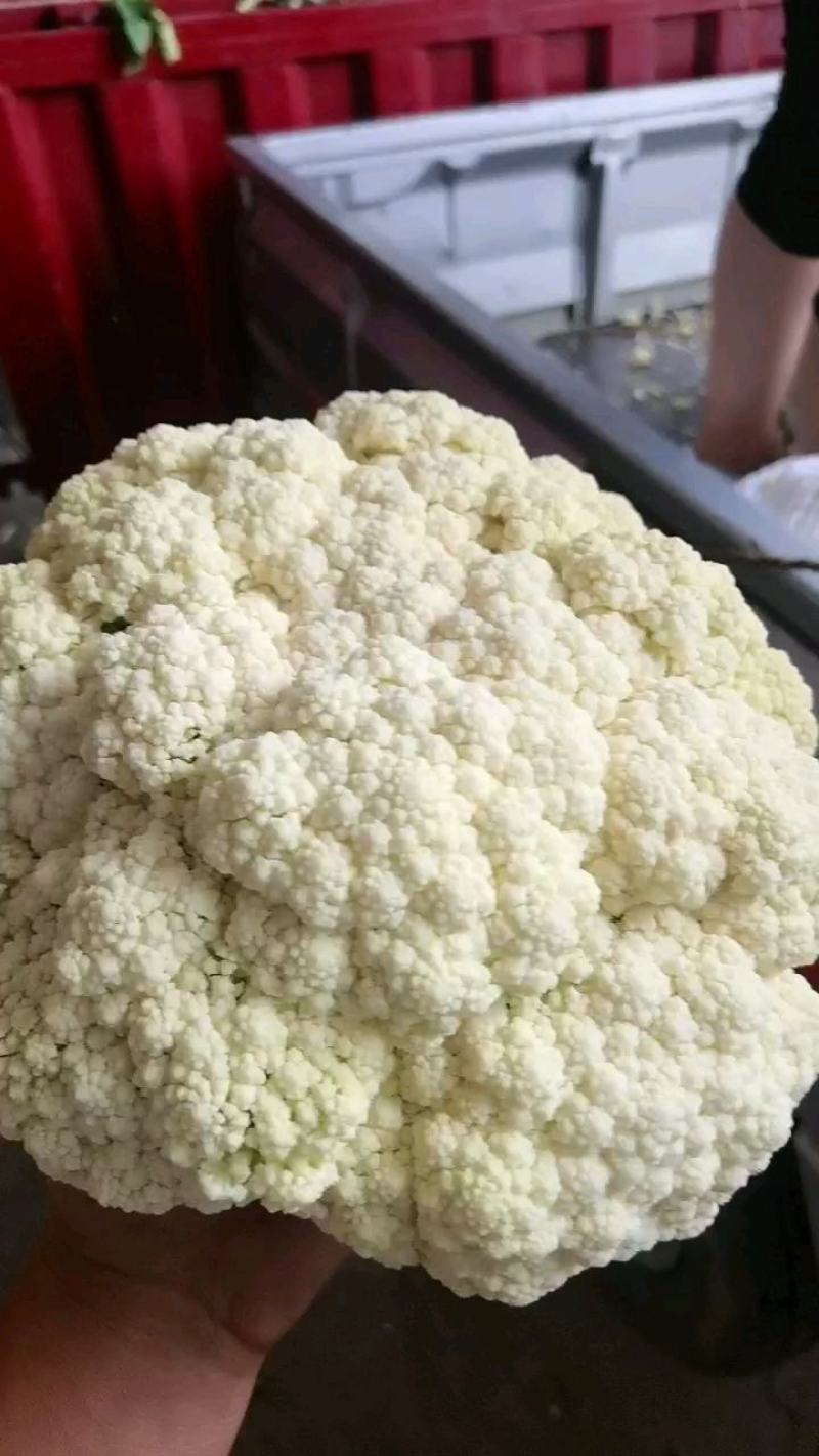 甘肃有机花菜，纯青梗，面白，花型好，大量上市