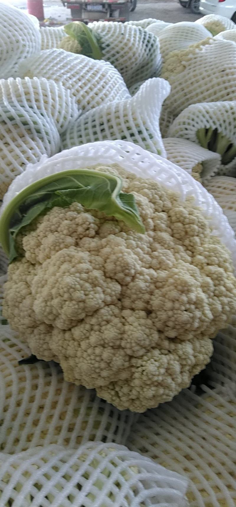 甘肃有机花菜，纯青梗，面白，花型好，大量上市