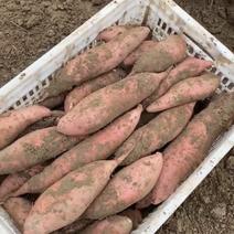 精品龙薯九大量现货，自家基地种植，需要的老板抓紧