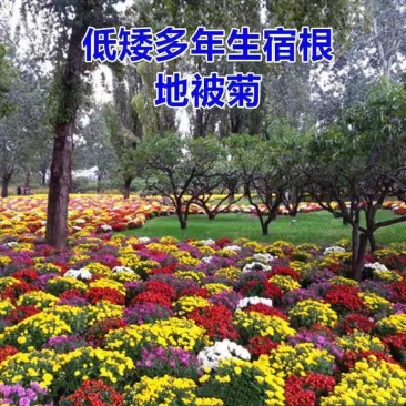 花卉室外花草籽地被菊种子多年生景观花卉四季草花种子