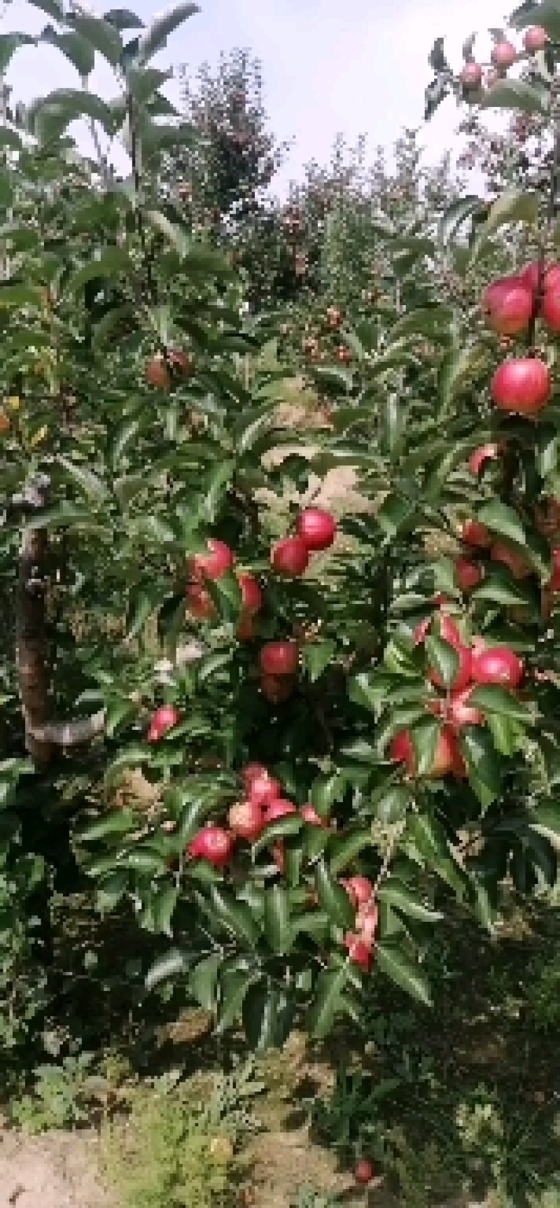 123小苹果花红海棠果自然成熟口感脆甜