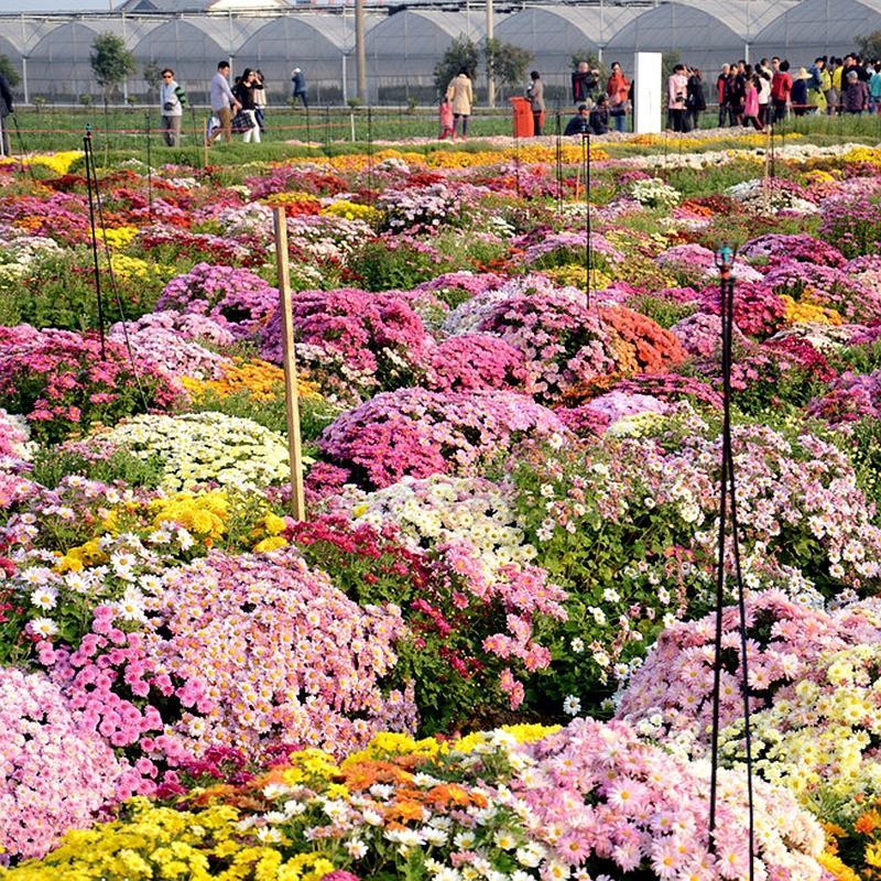 花卉室外花草籽地被菊种子多年生景观花卉四季草花种子