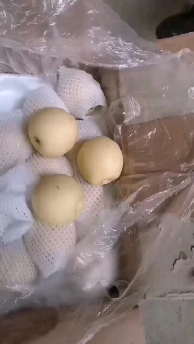 河北石家庄赵县曹庄亨发冷库梨果专业合作社