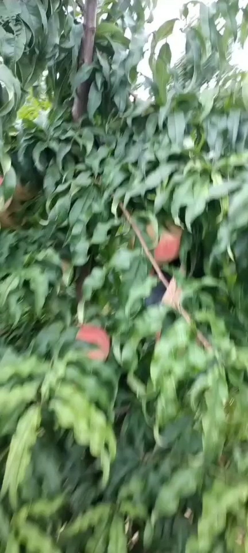 个头均匀，超大中秋王水蜜桃上市了
