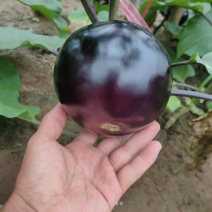 大棚保护地，精品黑圆茄，大量上市，质量好