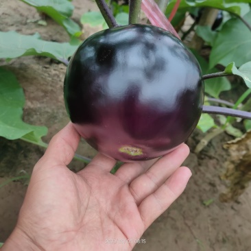 大棚保护地，精品黑圆茄，大量上市，质量好