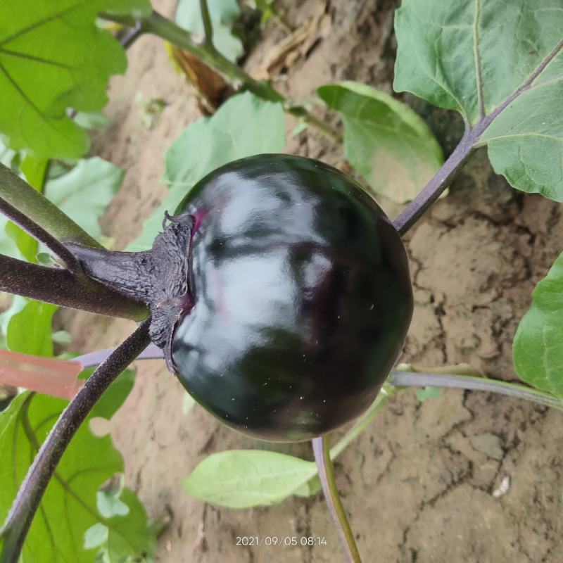 大棚保护地，精品黑圆茄，大量上市，质量好