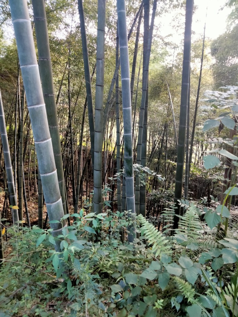 出售毛竹