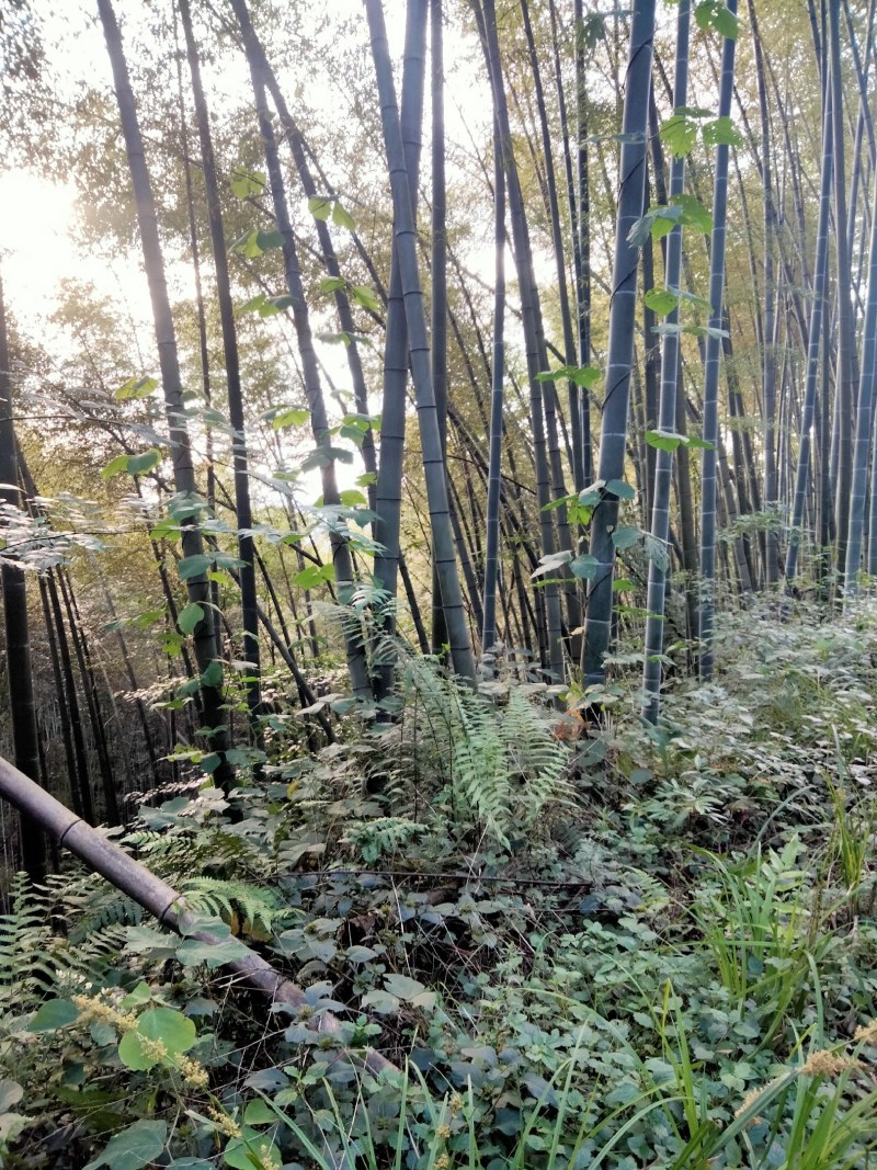 出售毛竹