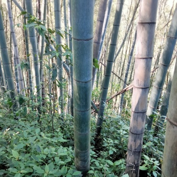 出售毛竹