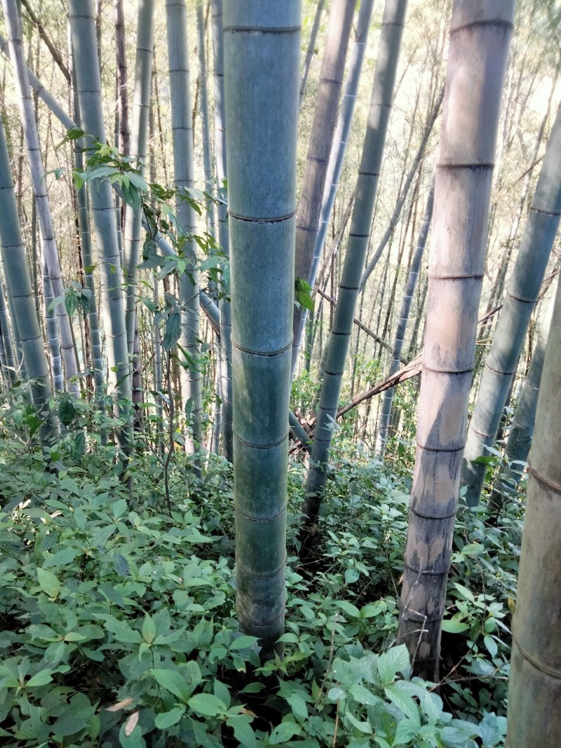 出售毛竹