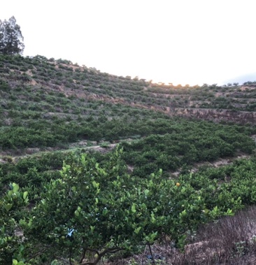 广东香水柠檬,自家果园,欢迎大家来咨询