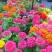 重瓣百日草花种子四季开花易种庭院阳台波斯菊花种籽花卉景观