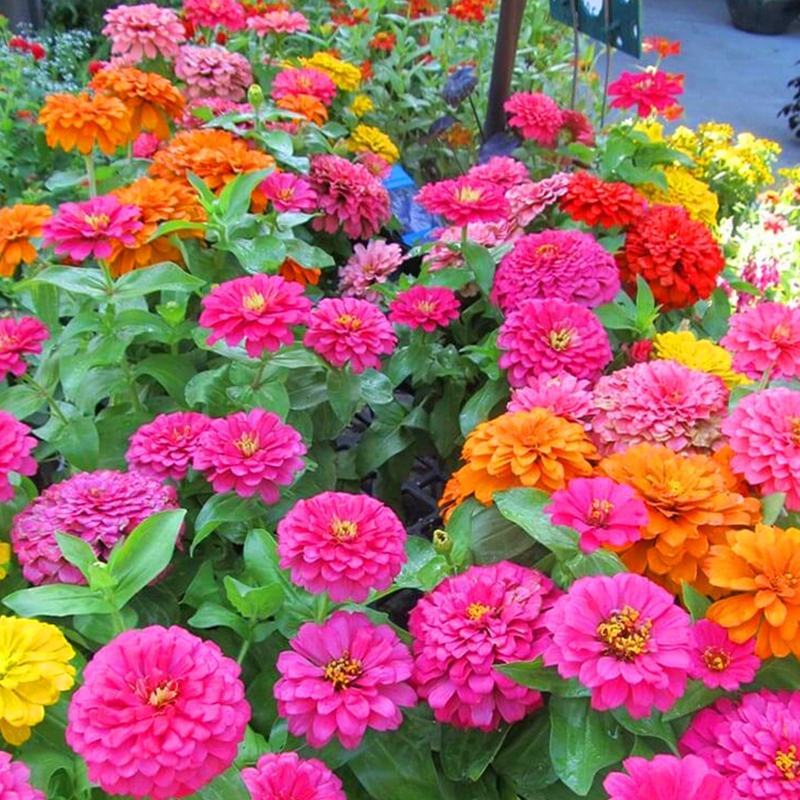 重瓣百日草花种子四季开花易种庭院阳台波斯菊花种籽花卉景观