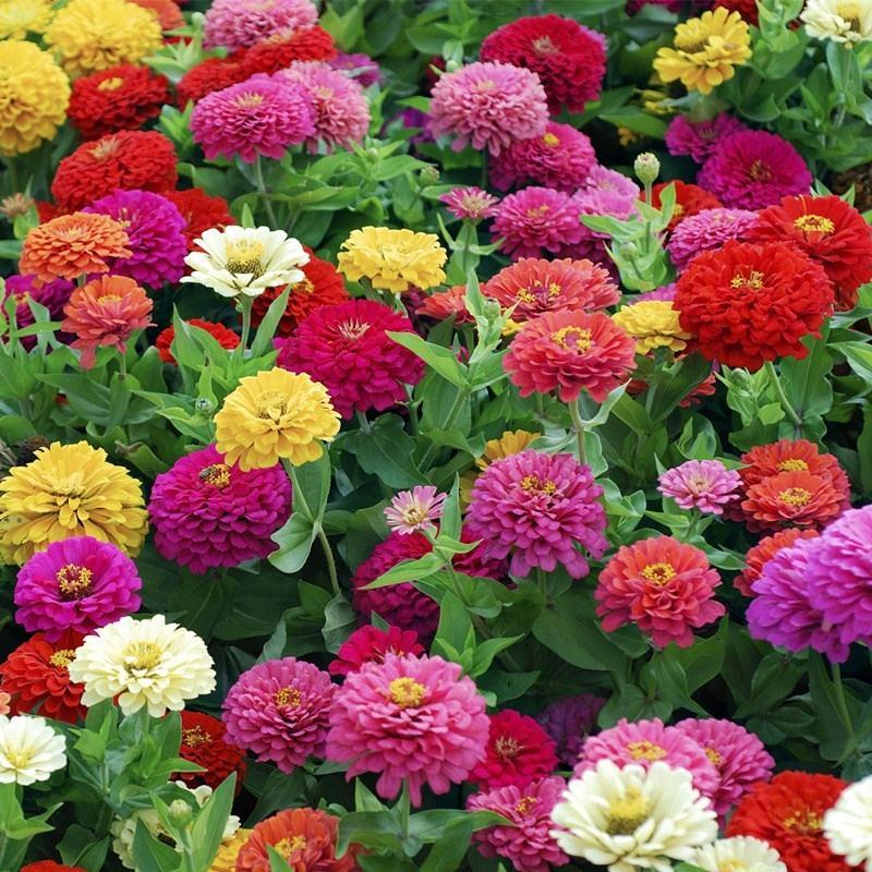 重瓣百日草花种子四季开花易种庭院阳台波斯菊花种籽花卉景观