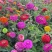重瓣百日草花种子四季开花易种庭院阳台波斯菊花种籽花卉景观