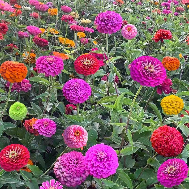 重瓣百日草花种子四季开花易种庭院阳台波斯菊花种籽花卉景观