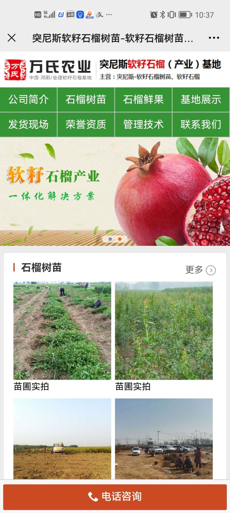 软籽石榴会理不吐籽新鲜现货礼盒特大果，一件代发、社区团购