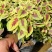 彩叶草五彩叶盆栽花卉观叶植物好养易活阳台庭院摆放