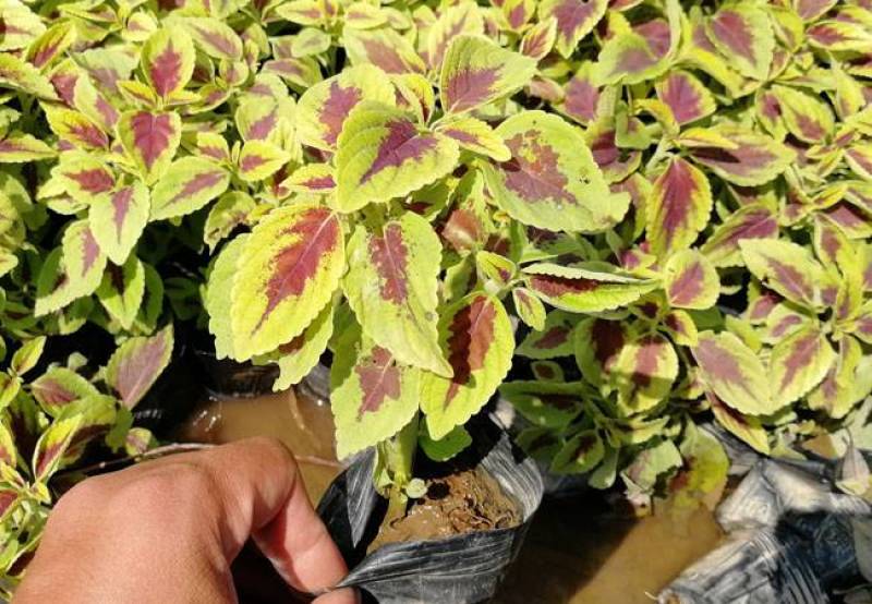 彩叶草五彩叶盆栽花卉观叶植物好养易活阳台庭院摆放
