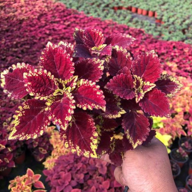 彩叶草五彩叶盆栽花卉观叶植物好养易活阳台庭院摆放