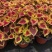 彩叶草五彩叶盆栽花卉观叶植物好养易活阳台庭院摆放