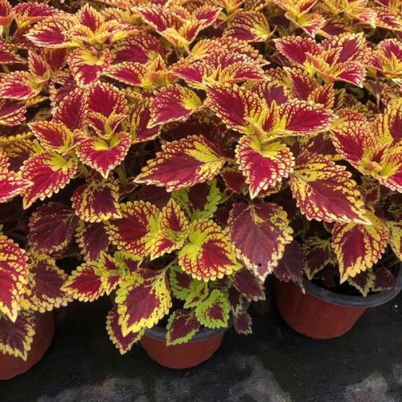 彩叶草五彩叶盆栽花卉观叶植物好养易活阳台庭院摆放