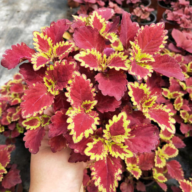 彩叶草五彩叶盆栽花卉观叶植物好养易活阳台庭院摆放