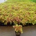 彩叶草五彩叶盆栽花卉观叶植物好养易活阳台庭院摆放