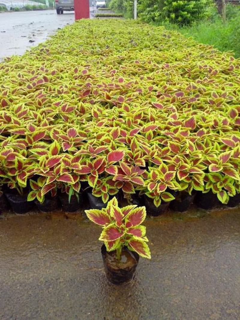 彩叶草五彩叶盆栽花卉观叶植物好养易活阳台庭院摆放