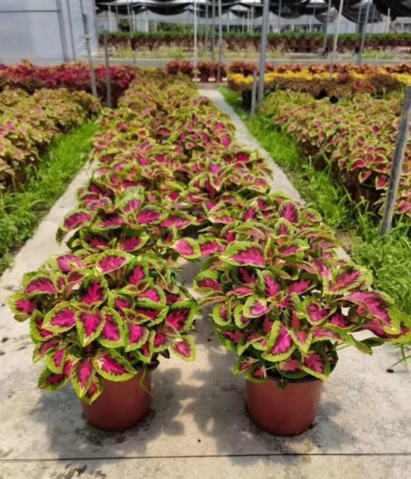 彩叶草五彩叶盆栽花卉观叶植物好养易活阳台庭院摆放