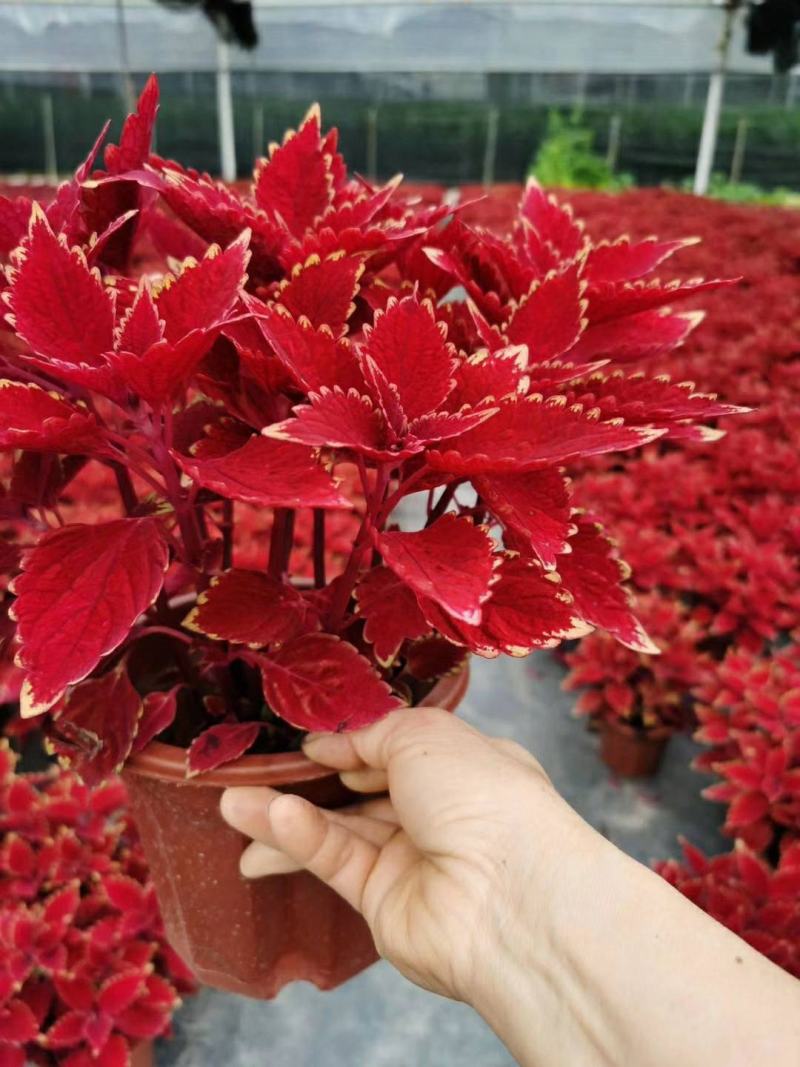 彩叶草五彩叶盆栽花卉观叶植物好养易活阳台庭院摆放