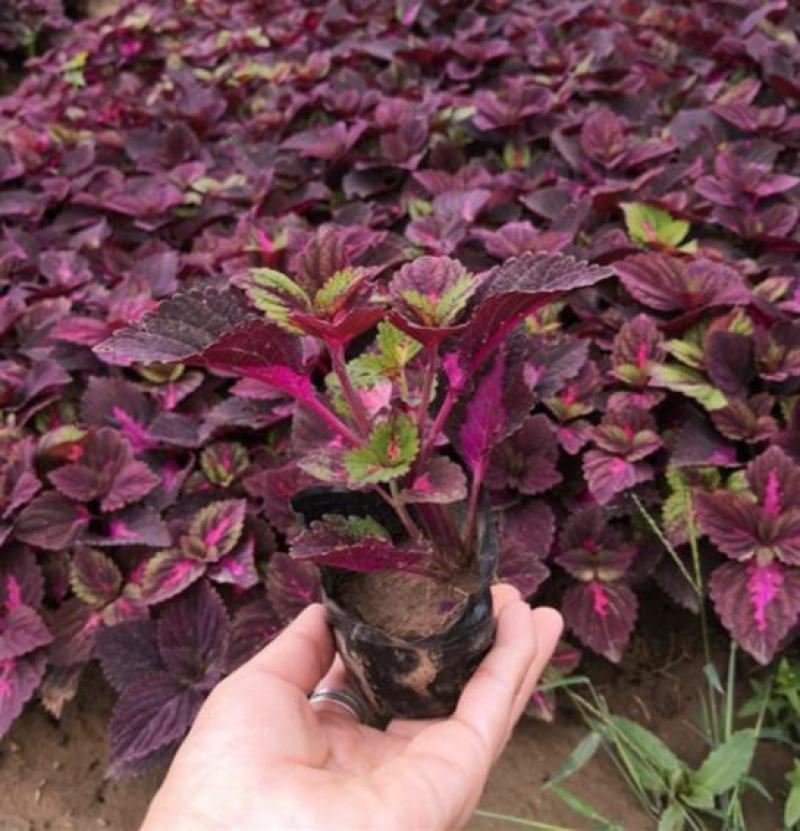 彩叶草五彩叶盆栽花卉观叶植物好养易活阳台庭院摆放