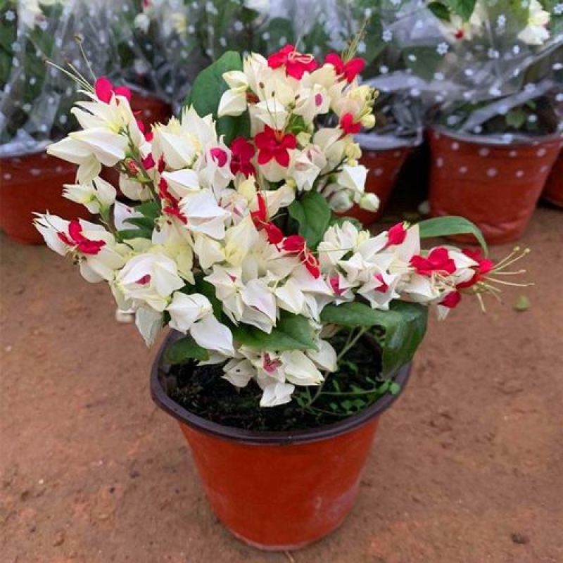 龙吐珠盆栽四季开花好养阳台九龙吐珠好寓意当年开花植物庭院