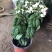 龙吐珠盆栽四季开花好养阳台九龙吐珠好寓意当年开花植物庭院